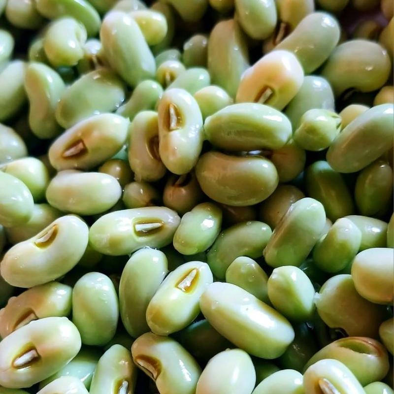 kacang hijau gallery image
